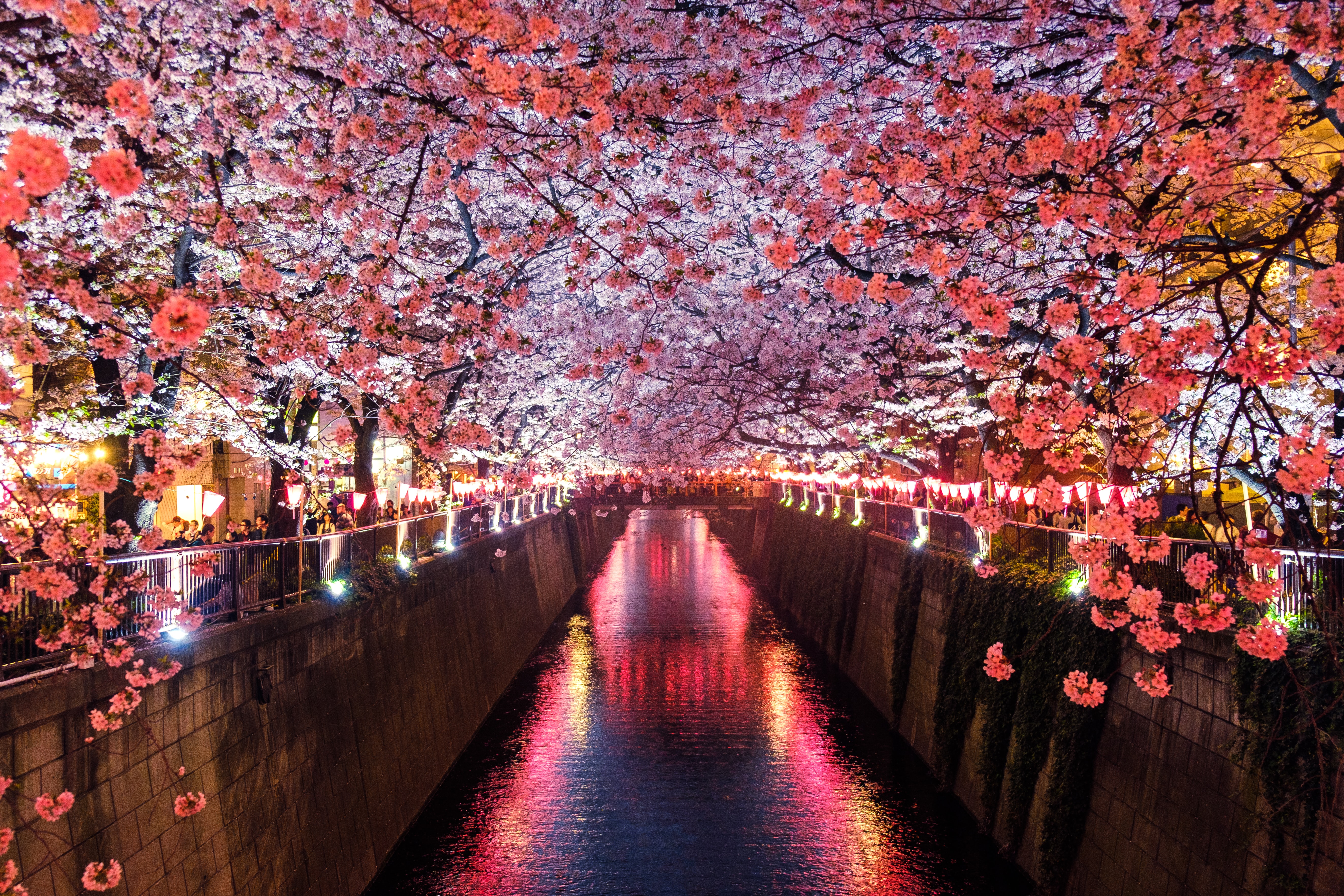 Japanese blossim garden